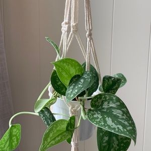 Macrame Mini Plant Hangers w Wooden Ring